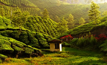 Munnar honeymoon package