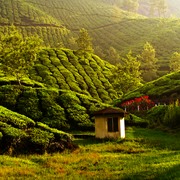 Athirappilly