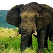 Thekkady
