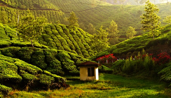 3 days 2 nights Munnar package