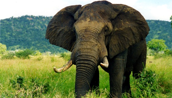 4 days 3 nights Munnar Alappuzha Thekkady package